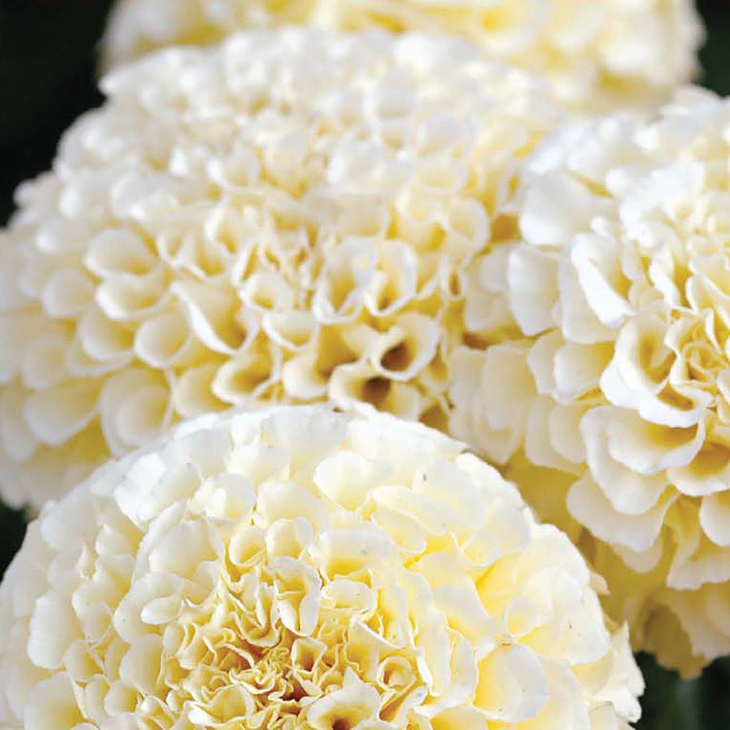 Close-up image of a marigold flower with a creamy-white double bloom.
